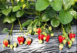 비타민C 풍부한 딸기 ‘비타베리’ 개발 기사 이미지