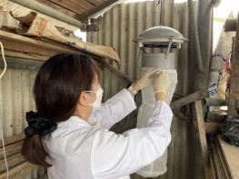 일본뇌염 매개 ‘작은빨간집모기’ 충북지역서 첫 발견 기사 이미지