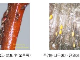 농촌진흥청, 배 그을음병 일으키는 ‘주경배나무이’ 방제 준비 철저 기사 이미지