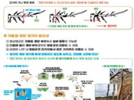 광양시, 화상병 사전예방을 통해 건전한 과원 관리 당부 기사 이미지