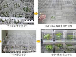 환경부, 담수식물 여뀌바늘에서 항암 효과 발견 기사 이미지