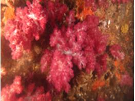 제주 남방큰돌고래, 첫 전용 보호구역 생겼다 기사 이미지