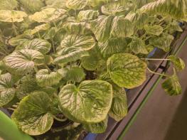 제주도, 컨테이너 식물공장에서 기능성 채소 재배 나선다 기사 이미지