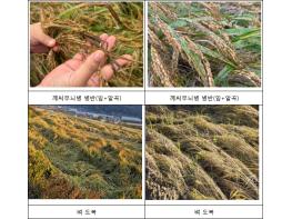 농식품부, 벼 깨씨무늬병 등 피해면적 49천ha에 재난지원금 436억원 지원 기사 이미지