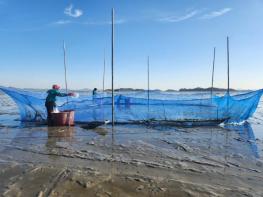 전남해양수산과학원, ‘수출 효자’ 가리맛조개 양성관리 기사 이미지