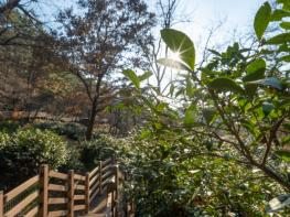 익산 함라산 야생차 군락지 '국가 산림문화자산' 첫 지정 기사 이미지