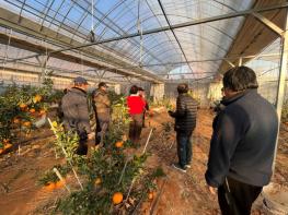 곡성군, 만감류 재배 전 과정 맞춤형 컨설팅 강화 기사 이미지