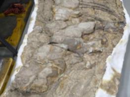 국가유산청, '포항 신생대 두호층 고래화석' '포항 신생대 두호층 결핵체' 천연기념물 지정 기사 이미지