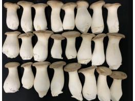 농촌진흥청, '버섯 배지 원료, 국산 홍삼 부산물로 대체' 원가 뚝, 생산성 쑥 기사 이미지