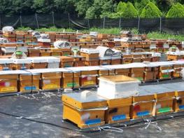 정읍시, 양봉산업 경쟁력 강화에 6억 2000만원 투입 기사 이미지