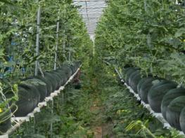 구례군, 수박 수직재배 시범사업으로 농업 혁신 앞장! 기사 이미지