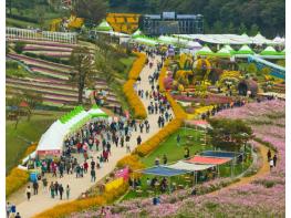 화순 고인돌 가을꽃 축제, 3년 연속 대한민국축제콘텐츠대상 수상 기사 이미지