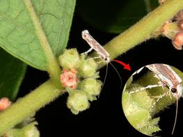 산림청, 세계 유일 조도만두나무의 멸종을 막아라! 기사 이미지