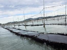 전남해양수산과학원, ‘햇바디2호’ 신품종 등록 출원 기사 이미지