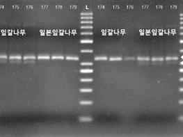 산림청 국립산림과학원, 목재 수종 식별 DNA 분석 기술 국유특허 3건 이전 기사 이미지