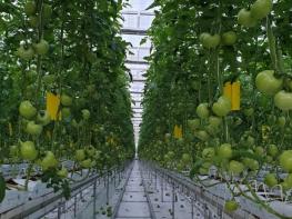 경남농기원, 토마토 수확량 예측 AI 개발... 현장 적용 본격화 기사 이미지