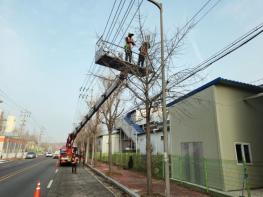 정읍시, 도심 은행나무 700여 그루 전지작업… 쾌적한 가로 환경 조성 기사 이미지