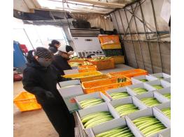 천안시, ‘하늘그린오이’ 본격 출하… 전국 최대 기사 이미지