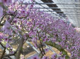 남원 복숭아, 봄 소식을 전하는 복사꽃 만개! 기사 이미지