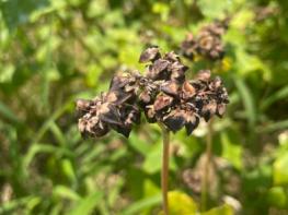 제주 메밀 활용 탁주 개발…양조 기술 고도화 추진 기사 이미지