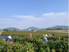 [기획] 고창군, 2026년 농업 대전환… ‘품종·브랜드·인프라’ 3대 혁신 추진 기사 이미지
