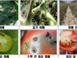 김천시, 검역해충 토마토뿔나방 방제약제 지원 기사 이미지