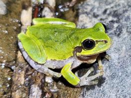 기후에너지환경부, 섬에 사는 개구리 5년간 조사… 156개 섬에서 개구리류 12종 서식 확인 기사 이미지