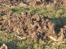 장수군, 봄철 가축분뇨 및 퇴비 야적 지도·점검 강화 기사 이미지