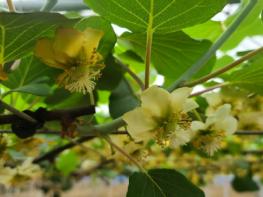 제주도, 키위 인공수분 성공률 높인다…꽃가루 발아율 검사 지원 기사 이미지