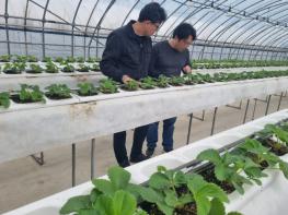 강진군, 딸기 육묘 성공 ‘어미묘 관리’에 달렸다 기사 이미지