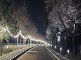 무안군, 고인돌공원 왕벚꽃길 야간경관 조성 기사 이미지