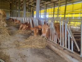 전남도, 축산농가 사료구매 융자금 1천200억 지원 기사 이미지