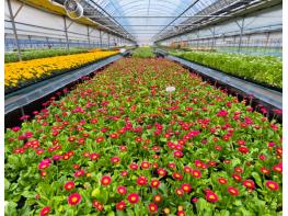 순천시, 도심 곳곳 봄꽃 물결… 읍면동에 19만 본 분양  기사 이미지