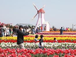 신안군, 제16회 섬 튤립축제 개막 기사 이미지
