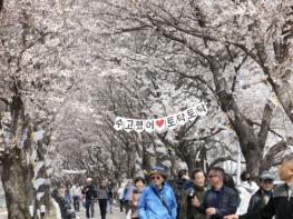 보은군, '2026 보은 벚꽃길 축제' 성황리 마무리 기사 이미지