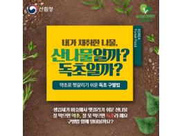 산림청, 내가 채취한 나물, 산나물일까? 독초일까? 기사 이미지