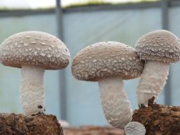 산림청, 산림버섯 속 에르고스테롤 건염 예방 돕는 건강 소재로 주목 기사 이미지