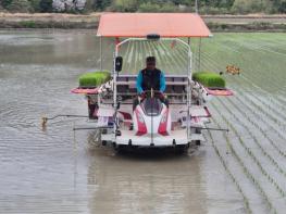 신안군, 조생종 벼 품종 선발 실증 첫 모내기 완료!..'지역 맞춤형 조생종 품종 선발 기대' 기사 이미지