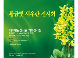 제주 자생난초 새우란, 황금빛 자태 한자리에 기사 이미지