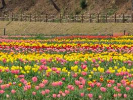고창 꽃정원, 튤립 만개 속 상춘객 맞이 기사 이미지