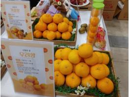 제주도 육성 만감류, 가격 우위 바탕 시장 안착 가속 기사 이미지