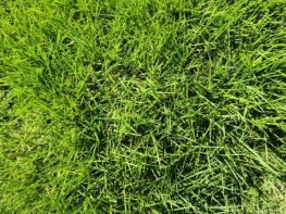 산림청 국립산림과학원, 금잔디 신품종 '세이너' 품종보호 등록 기사 이미지