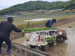 진도군, 조생종 벼 첫 모내기 기사 이미지