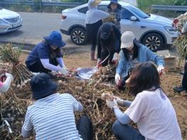 김제시립도서관, 성덕면 마늘 농가 찾아 일손 보태 기사 이미지