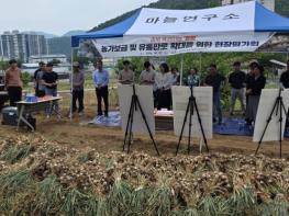 충북농기원, 신품종 마늘 '통통'…본격적인 시장 공급 나선다 기사 이미지