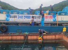 전남해수원, 고수온 대응 부세 종자 20만 마리 분양 기사 이미지