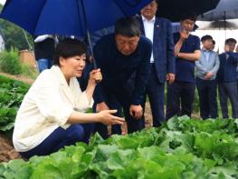 농림축산식품부, 여름철 배추 안정 생산 및 농가 경영지원 위해 총력 대응! 기사 이미지