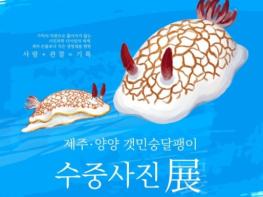 시민들이 기록한 제주·양양 바다의 작은 생명… 곡성에서 만나는 ‘갯민숭달팽이’ 사진전 기사 이미지