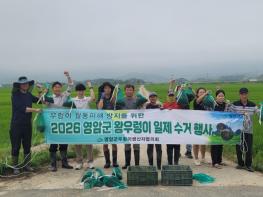영암군, 민관 함께 왕우렁이 집중 수거 기사 이미지